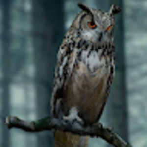 Meet your Posher, Leila